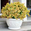 12 Bundles of Yellow Outdoor Fake Flowers, UV-Resistant Silk Fake Flowers, Perfect for Garden/Porch/Patio/Window planters, Everlasting Beauty Year-Round Without Fading