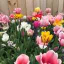 Perennial Tulip Mix, 20 Large Flowering Fall Bulbs for Planting, Multiple Colors