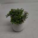Boxwood Plant - Threshold