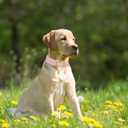 Soft Cotton Dog Collar with Metal Buckle Adjustable Heavy Duty Comfy Corduroy Collars for Small Medium Large Dogs (Light Pink, Small)