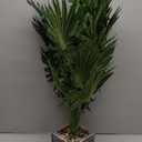 Tall Artificial Palm Tree with Realistic Leaves and Stone Textured Planter, 5"D x 5"W x 29"H