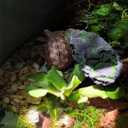 Mipukbay Reptiles Basking Platform Climbing Ramp Habitat, Turtle Habitat Reptiles Dock Resting Stone, Aquarium Ornament Rock for Lizard, Frogs, Newts