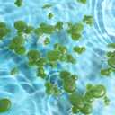 balacoo 36 Pcs Mini Fake Duckweed, Fish Tank Artificial Floating Duckweed, Plastic Aquarium Floating Plants for Fish Tank Pond Landscape Decor