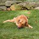 Get Joy Bully Braid Natural Dog Chew, 6 Inch, Braided Single Ingredient Bull Pizzle Long Lasting Dog Chew, Odor Free