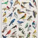 VSXLEOZ Vintage Bird Poster Colorful Birds of North America Canvas Wall Art Aesthetic Decorative Painting Living Roomstylestyle 16x24inch(40x60cm)