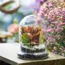 NCYP Small Glass Terrarium Cloche with Air Hole, 4.7 x 4.7 x 6.3 Inches
