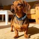 Kazazoo Reflective Dog Collar with Soft Padding Dog Collar for Medium & Small Dogs, No Pull, Heavy Duty, Adjustable Nylon Collar with Quick-Release Buckle, Walking Training-Grey-S