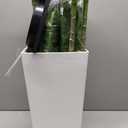 6FT Artificial Dracaena Tree - High-Density Foliage Fake Plant with White Tall Planter - Faux Yucca Floor Plant for Home Office Decor Indoor