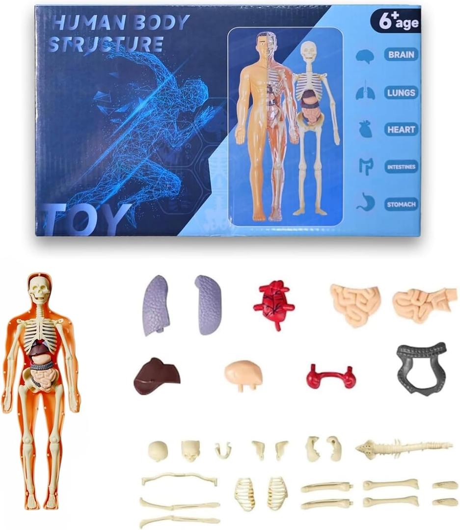 Human Body Model for Kids Anatomy Plastic DIY Skeleton Toy 3D Anatomy Kit Educational Science Kit