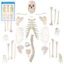 Houseables Disarticulated Human Skeleton, Human Skeleton Model for Anatomy, Anatomy Model, Anatomically Correct, Physiology Bones, Skeletal System, Full Life Size, Anatomical, Study, Class, 62 Height