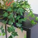 Fake English Ivy Plants in Pots Set of 2 Realistic Artificial Ivy Greenery for Home Decor, Tabletop, Office, Shelf, Balcony or Bathroom Lifelike Faux Hanging Vines, No Maintenance Required