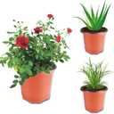 Oubest Plastic Plant Nursery Pots 6" 100 pcs Reusable for Seed Starting Seedlings Cuttings Transplanting Flower Plant Pots