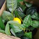 6FT Artificial Lemon Tree with Pot, Fake Lemon Tree with White Tall Planter, Faux Lemon Plant with Realistic Fruits and Silk Leaves, Artificial Plants Indoor for Home Office Kitchen Decor
