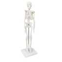 Human Skeleton Model, Anatomy A 17-Inch Miniature Human Skeleton Model with Movable Arms and Legs, A Scientific Model to Study The Basic Details of The Human Skeletal System