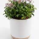 Boxwood Plant - Threshold