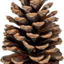 GS Foliage Natural Pine Cones  Set of 15 Small 3" 4" Real Loblolly Pinecones for Crafts, Mini Pine Cones for Decorating, Christmas Decor, DIY Ornaments, Vase Filler & Centrepieces, Home & Holiday