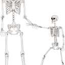 SpringFlower 5.4Ft & 3Ft Halloween Skeleton,Full Body Posable Skeletons Human Plastic Bones with Movable Joints, Halloween Decoration Indoor Outdoor Yard Lawn Garden Party Dcor