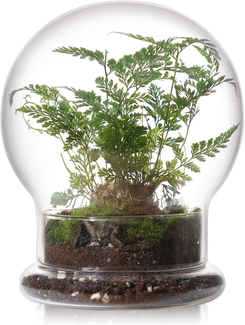 WHJY Round Glass Cloche for Indoor Plants - Small Terrarium with Air Hole, Base, Mini Dome for Display Home Decor (6.7")