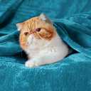 Bedsure GentleSoft Fleece Blankets Queen Size Teal - Bed Blanket Soft Lightweight Plush Fuzzy Cozy Luxury Microfiber, 90x90 inches