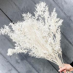 10 Pieces Dried White Italian Ruscus Eucalyptus - Real Preserved Ruscus Stem Branches, Real White Dried Floral Plant Pampas Green Leaves Bundle for Boho Wedding Party, Home Decor, Vase Filler