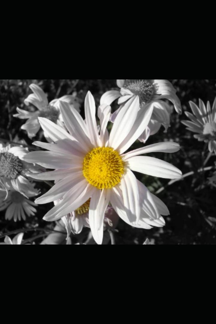 Natural Acts Of Kindness: Novella