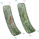 Silkfly 2 Pieces Bearded Dragon Hammock Lizard Reptile Climbing Lounger Seagrass Fiber Habitat Tank Accessories for Hermit Crab Gecko Snake Iguana (30 x 7 Inch,Rectangle,Green)