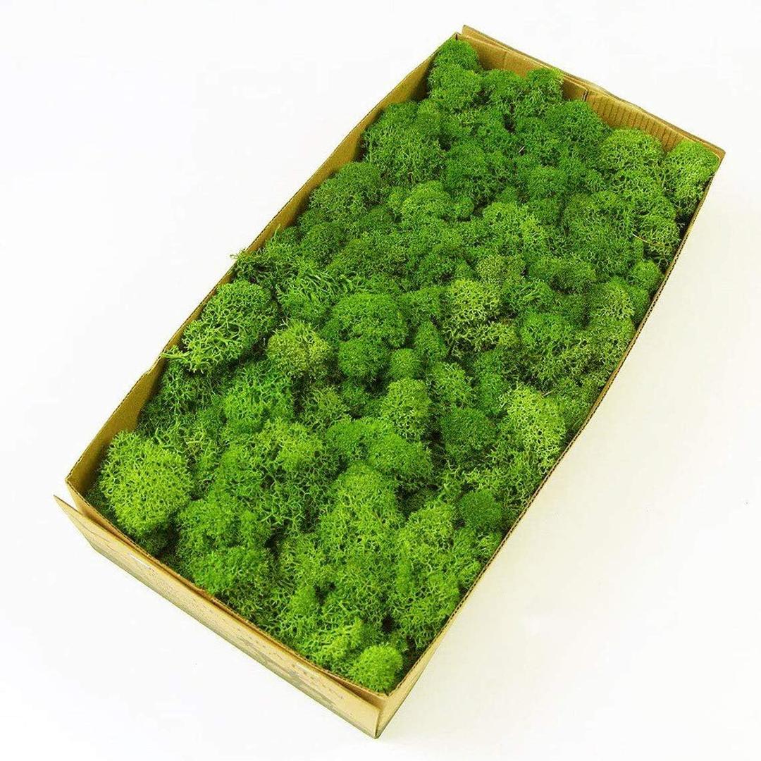 Prefleur Preserved Reindeer Moss Natural Green DIY Kit Gardenning Art Wall Decor Florist Decor Easter Table Decor Wedding (0.85 Lb)