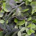 DearHouse Faux Eucalyptus Garland Plant, 2 Pack Artificial Vines Hanging Eucalyptus Leaves Greenery Garland for Wedding Backdrop Arch Wall Decor, 6 Feet/ pcs UV Protected Indoor Outdoor