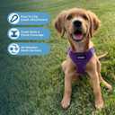 Best Pet Supplies Voyager Step-in Air Harness - All Weather Mesh, Reflective, No Pull Harness for Dogs, Cats - Secure with Hook & Loop Fastener, Buckle, Double D-Rings - Purple, XL