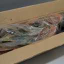 35inch Artificial Croton Plant with Ground Spike, 2 Pack Artificial Plants Outdoors Front Porch, Lifelike Faux Fiddle Leaf Fig Tree for Home Garden Yard Decor