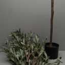 Realead Faux Olive Tree 7ft - Realistic Tall Silk Olive Trees Artificial Indoor Decor - Large Potted Fake Olive Tree with Branches and Fruits - Artificial Olive Trees for Home Office Decor Indoor