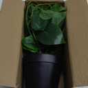 Artificial Scindapsus Aureus, Realistic Fake Plant with Plastic Pot for Home Office Garden Decoration 1 Pack(8in H)
