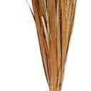 Deco 79 Dried Plant Natural Foliage, 9" x 6" x 41", Brown