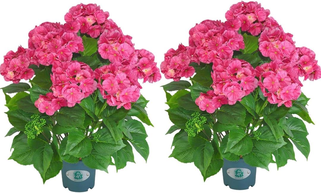 QIANYUN Artificial Hydrangea Tree 29" Tall (Set of 2), Faux Pink Hydrangea Plant in Pot, Realistic Artificial Plant for Indoor Outdoor Porch, Patio, Balcony Decor