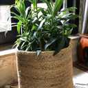 Fake Bamboo Tree Plant