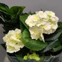 Nearly Natural 29” Hydrangea Artificial Silk Plants, White/ Green