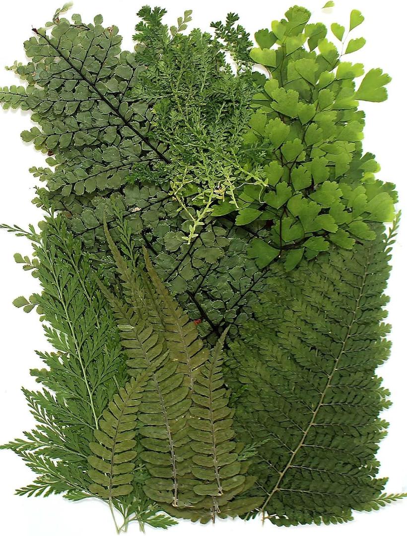 AHTONG 48 PCS Pressed Ferns Large Dried Pressed Leaves, Dried Flowers for Crafts, Resin Molds, Candle Making, Bookmarks (Fern)