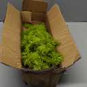 NEWISH Small Mini Christmas Tree, 2ft/24 inch Bendable Lime Green Artificial Mini Table Top Christmas Tree Decorations with Red Ball, Tree Skirt, 25 Pcs Tiny Kids DIY Xmas Tree Decor for Holiday Home