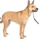 PetSafe Gentle Leader Headcollar No-Pull Dog Collar - Helps Improve Walks - Durable Nylon Construction - Padded Nose Loop - Adjustable Fit - Comfort Walking Halter - Medium, Fawn