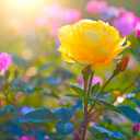 Tim Janis The Promise Audio - Embrace Tranquility and Inner Harmony with Serene Meditation, Relaxation, Deep Sleep & Relaxing Soothing Spa Music Calming Tunes for Stress Relief Music, Yoga and Exercise Sessions