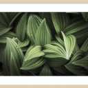  Art Framed Wall Art Print 24x33 Corn Lily I by Alan Majchrowicz, Flowers Wall Art, Modern Contemporary Decor, Large Poster Painting Artwork for Living Room, Bedroom, Bathroom, Kitchen, Office (24L" x 33W", Svelte Natural)