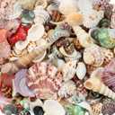 200 Pcs Sea Shells Bulk Mixed Ocean Beach Seashells for Kids, Various Sizes Natural Sea Shell for Crafts, Home Decorations, Beach Theme Party, Wedding Decor, DIY Crafts, Crafting Shells (1.3 Lb(about 200 Pcs))