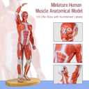 HADWYN 20" Human Muscle Model Miniature Muscular System Model, Human Muscular Figure Human Body Anatomy Model for Medical Physiology Teaching