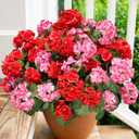 Artificial Geraniums Fake Flowers for Outdoors Decoration, 6 Bundles Silk Geraniums Flower UV Resistant Look Real Faux Plants for Front Door Garden Porch Planter Patio Balcony Yard Indoor Home, Mix