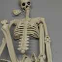 36" Skeleton Halloween Decorations, 3FT Realistic Full Body Movable Posable Joints Skeleton, Creepy Halloween Plastic Skeleton for Graveyard Decorations, Haunted House Props Indoor/Outdoor Decor