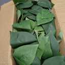 Alyptus Fake Pothos Hanging Plants 33" Set of 2 Faux Ivy Vines with Pots, Realistic Silk Devils Ivy for Indoor Dcor, Low Maintenance Artificial Greenery for Home Bathroom or Office - Green