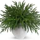 24 Pcs Real Touch Norfolk Pine Branches Christmas Decorations, 18 Inch Norfolk Pine Stems Greenery Xmas Picks Artificial Plants Home Decor for Vase DIY Garland Wreath Evergreen Winter Decor