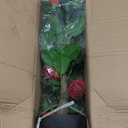 Artificial Camellia Tree 2 Pack, 3FT Faux Camellia Plant in Pot, 36 inch Fake Potted Camellia Flower Tree Plastic Camellia Tree for Modern Home Office Christmas Living Room Floor Decor Indoor, Red