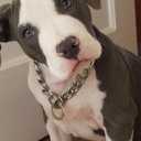 Dog Chain Collar 13/15/19MM High Polished Stainless Steel NK P Chain Cuban Link Strong Heavy Duty Chew Proof Walking Training Chain Leash Collar for Small Dogs(13mm, 14")