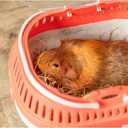 Trixie Pico Transport Crate, Small Pet Carrier, Portable Travel Carrier, for Small Pets, Hamsters, Guinea Pig, Lizards (11.8"L x 8.3"W x 9.1"H)